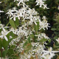 Clematis recta subsp. Mandshurica