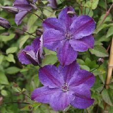 Clematis  'Super Night ® Zo 11112'