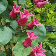 Clematis texensis  'Koningin Maxima ® Wellmax'