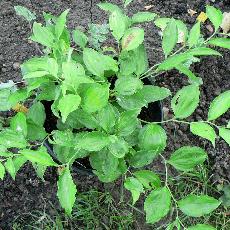 Disporum longistylum  'Green Giant'