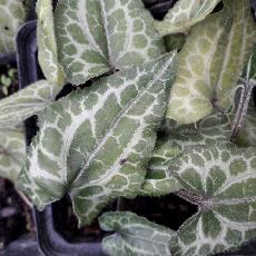 Asarum epygenum  'Takasago Saishin'