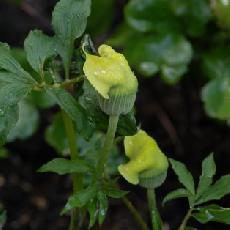 Arisaema flavum