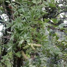 Piptanthus nepalensis