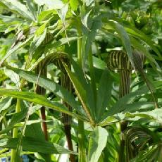 Arisaema ciliatum