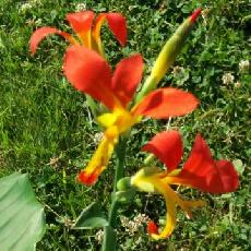 Canna edulis