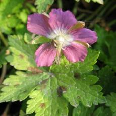 Geranium x monacense  'Claudine Dupont'