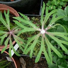 Syneilesis aconitifolia