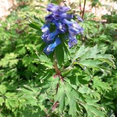 Corydalis flexuosa  'Charlott'
