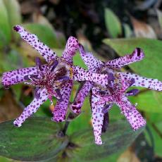 Tricyrtis  'Sinonome'