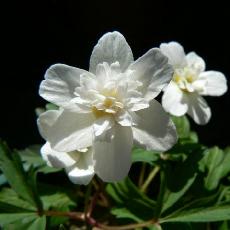 Anemone nemorosa  'Vestal'