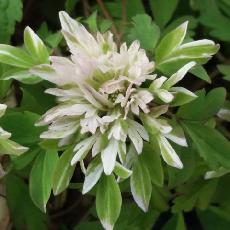 Anemone nemorosa  'Stammerberg'