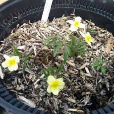 Anemone x lipsiensis  'Sioux'