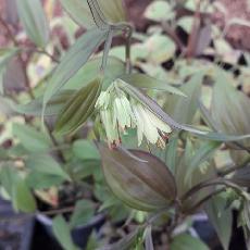 Disporum longistylum  'Night Heron'