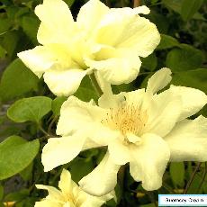 Clematis  'Guernsey Cream'