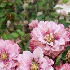Clematis  'Pink Passion® Zo 12325'