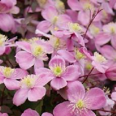 Clematis montana  'Rembrandt® Zo16356'