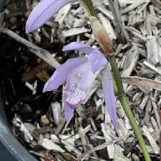 Bletilla striata  'Soryu'