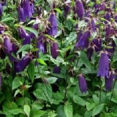 Campanula  'Ringsabell Indigo Blue'