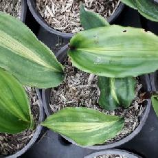 Aspidistra zongbayi  'Uan Fat Lady'