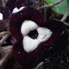 Asarum maximum  'Ling Ling'