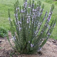 Rosmarinus officinalis  'Périgord'