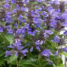 Nepeta  'Neptune'