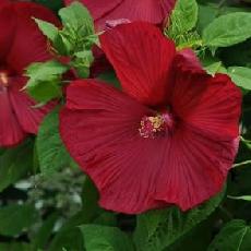 Hibiscus moscheutos  'Luna Red'