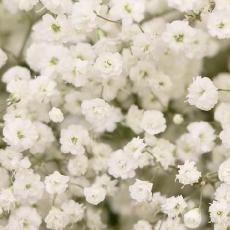 Gypsophila 'Festival White Flare'