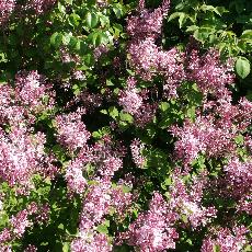 Syringa  'Josée'