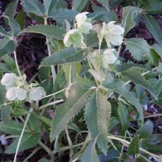 Helleborus argutifolius