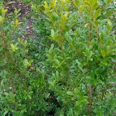 Ilex maximowicziana  'Kanehirae'