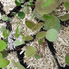 Thalictrum ichangense