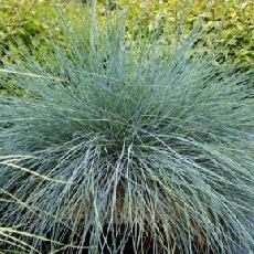 Festuca glauca  'Intense Blue'