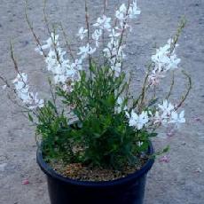 Gaura lindheimeri  'White Dove'