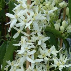 Clematis Armandii  'Little White Charm'