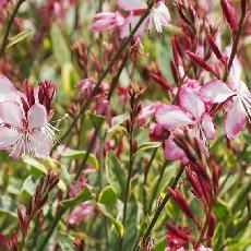 Gaura lindheimeri  'Freefolk Rosy'