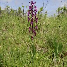 Orchis laxiflora