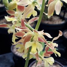 Calanthe discolor