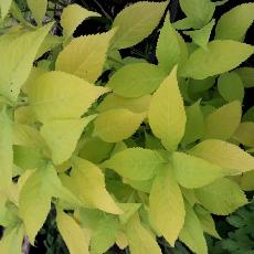 Leucosceptrum japonicum  'Golden Angel'