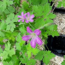 Geranium x oxonianum subsp. f. thurstonianum  'Armitageae'