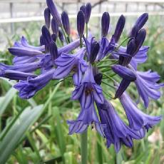 Agapanthus  'Black Pantha'