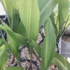 Aspidistra elatior  'Lennon's Song'