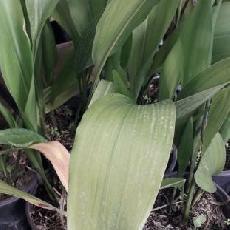 Aspidistra elatior  'Akebono'