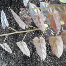 Rubus ichangensis