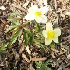 Anemone x lipsiensis