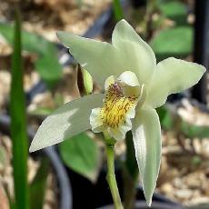 Bletilla striata  'Yellow'