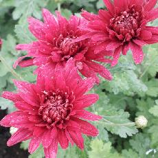 Chrysanthemum  'Cinderella'