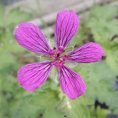 Geranium  'Kanahitobanawa'