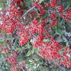 Pyracantha fortuneana