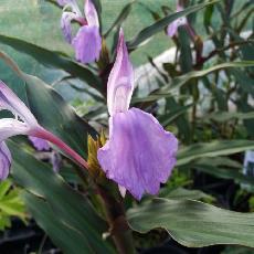 Roscoea purpurea  'Brown Peacock'